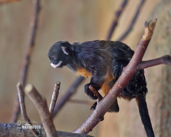 Rotbauchtamarin (Saguinus labiatus)