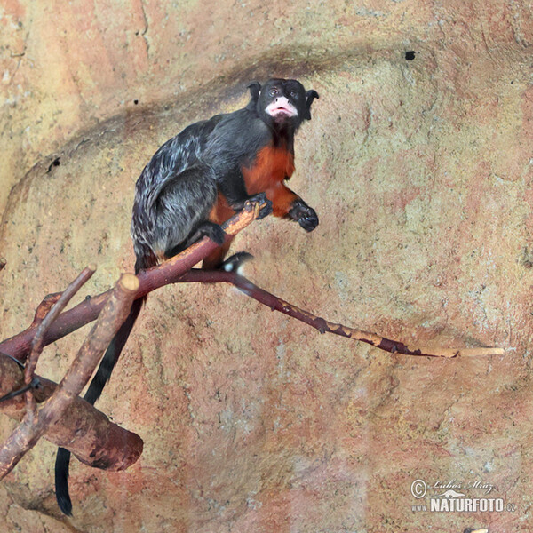 Rotbauchtamarin (Saguinus labiatus)