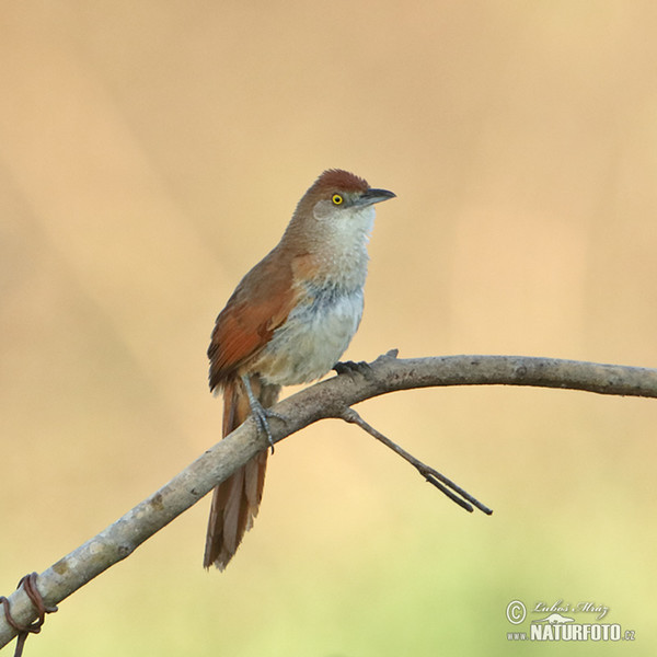 Rotbrauner Bündelnister (Phacellodomus ruber)