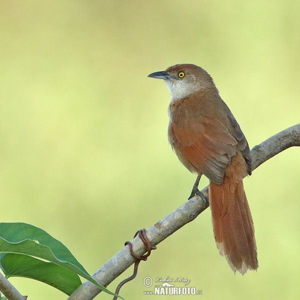 Rotbrauner Bündelnister (Phacellodomus ruber)