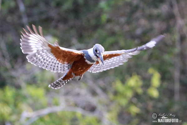 Rotbrustfischer (Megaceryle torquata)