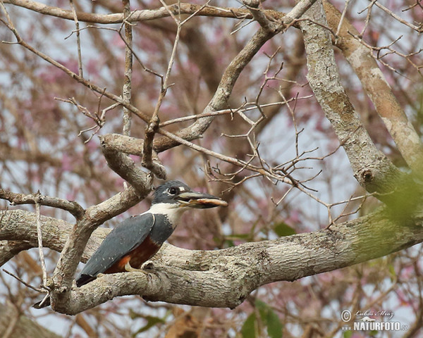 Rotbrustfischer (Megaceryle torquata)