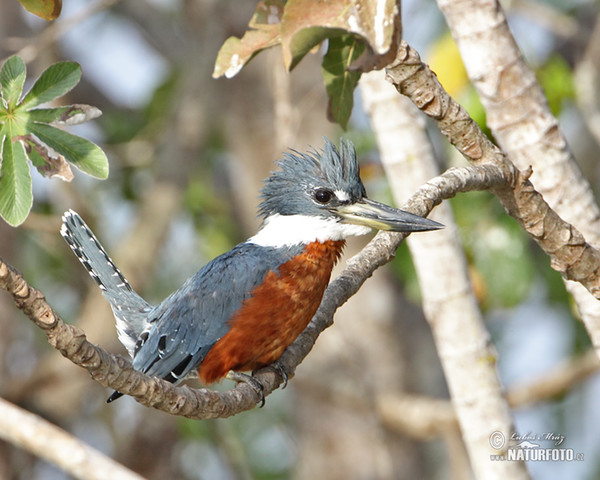 Rotbrustfischer (Megaceryle torquata)