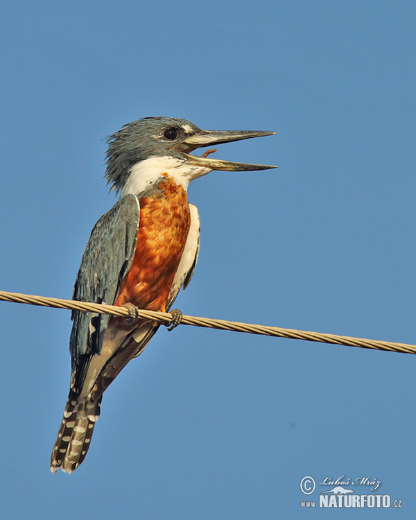 Rotbrustfischer (Megaceryle torquata)