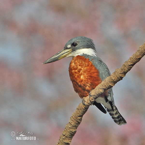 Rotbrustfischer (Megaceryle torquata)