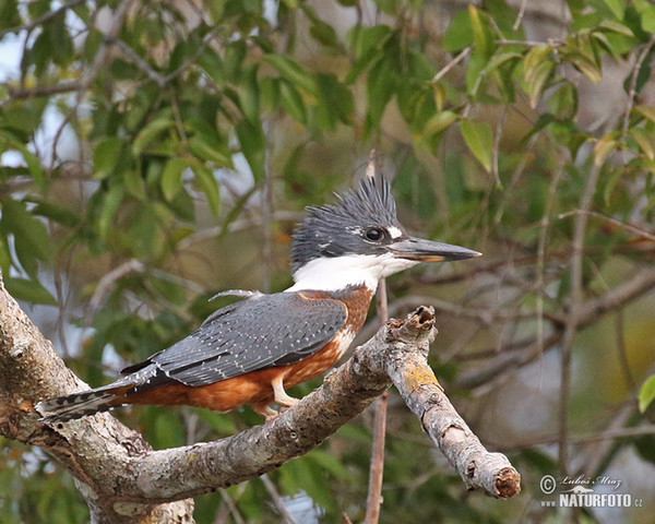 Rotbrustfischer (Megaceryle torquata)