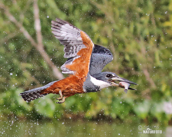 Rotbrustfischer (Megaceryle torquata)