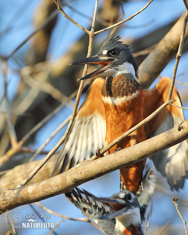 Rotbrustfischer (Megaceryle torquata)