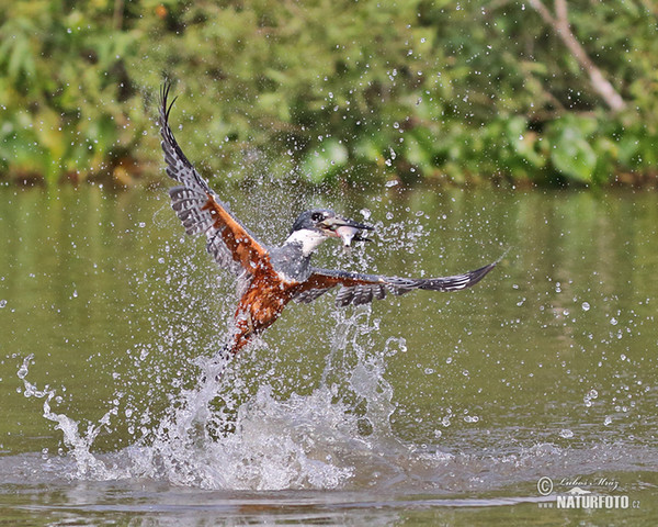 Rotbrustfischer (Megaceryle torquata)