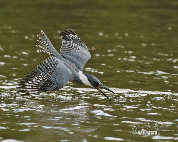 Rotbrustfischer (Megaceryle torquata)