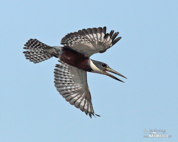 Rotbrustfischer (Megaceryle torquata)