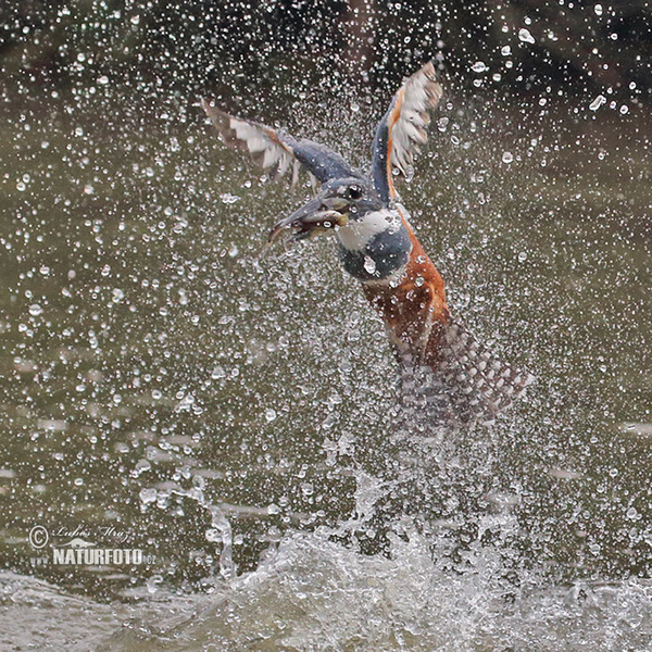 Rotbrustfischer (Megaceryle torquata)