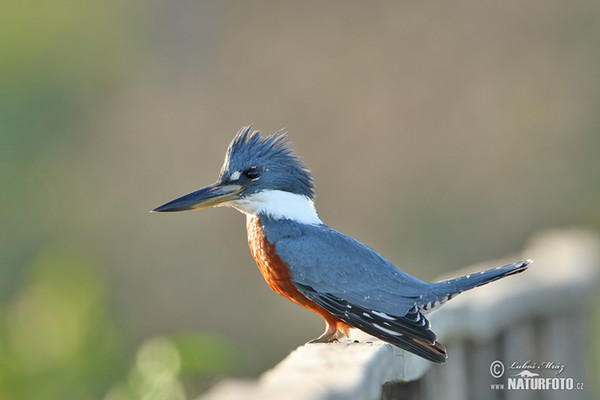 Rotbrustfischer (Megaceryle torquata)