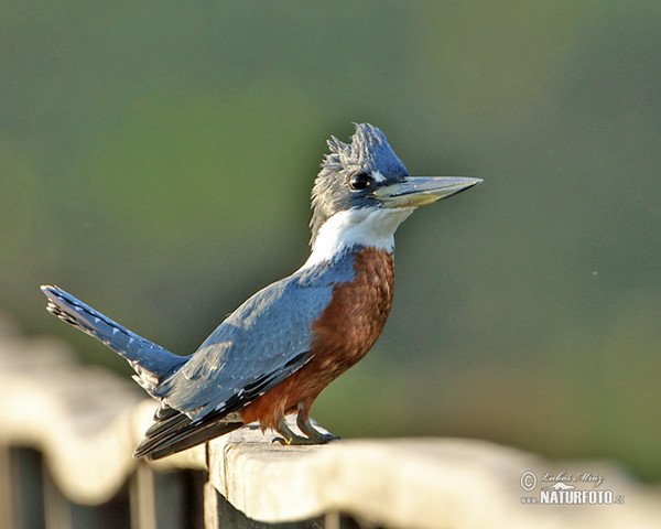 Rotbrustfischer (Megaceryle torquata)