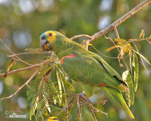 Rotbugamazone (Amazona aestiva)