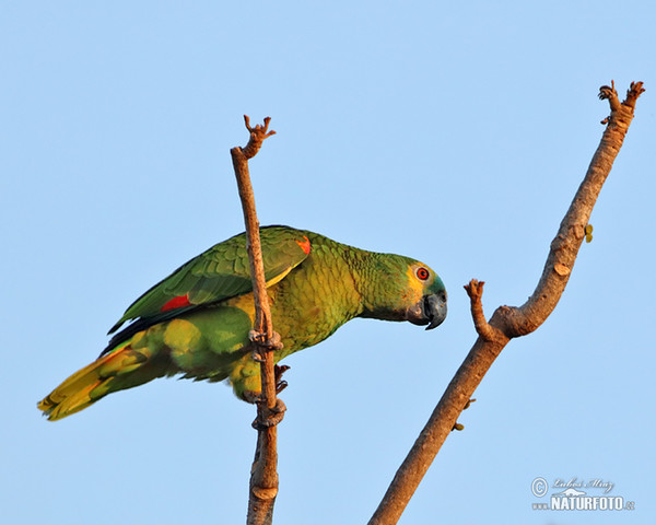 Rotbugamazone (Amazona aestiva)