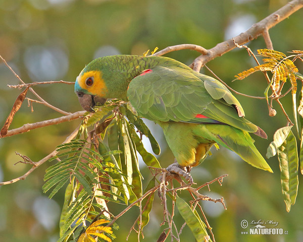 Rotbugamazone (Amazona aestiva)