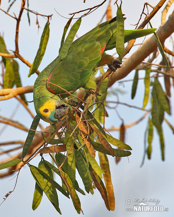 Rotbugamazone (Amazona aestiva)