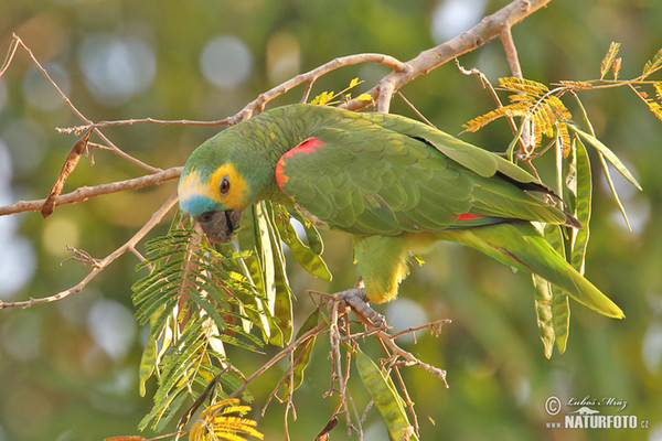 Rotbugamazone (Amazona aestiva)