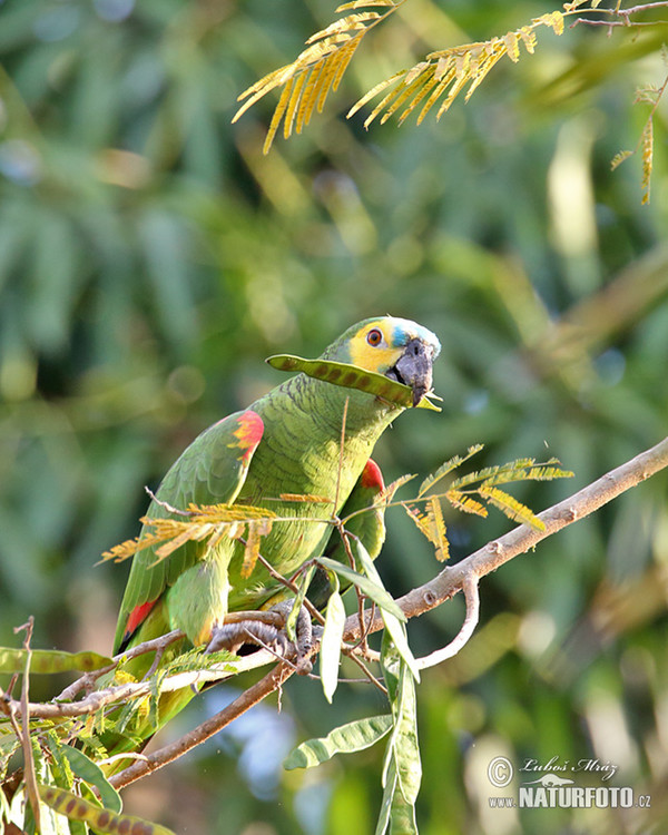 Rotbugamazone (Amazona aestiva)