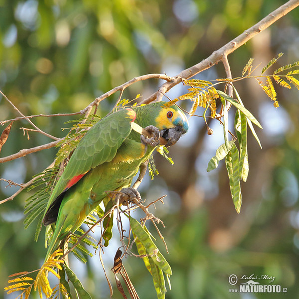 Rotbugamazone (Amazona aestiva)