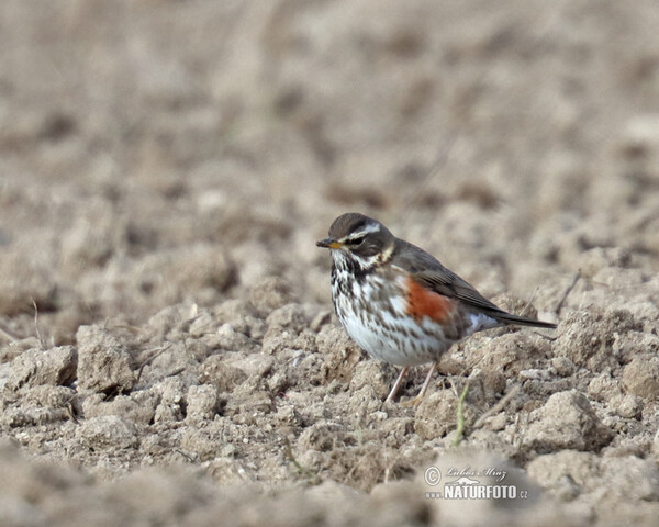 Rotdrossel (Turdus iliacus)