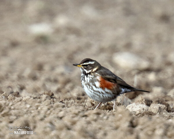 Rotdrossel (Turdus iliacus)