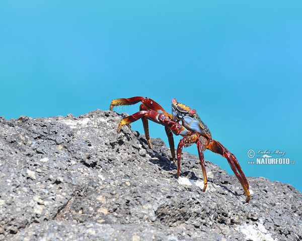 Rote Klippenkrabbe (Grapsus grapsus)