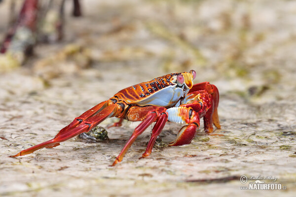 Rote Klippenkrabbe (Grapsus grapsus)