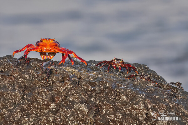 Rote Klippenkrabbe (Grapsus grapsus)