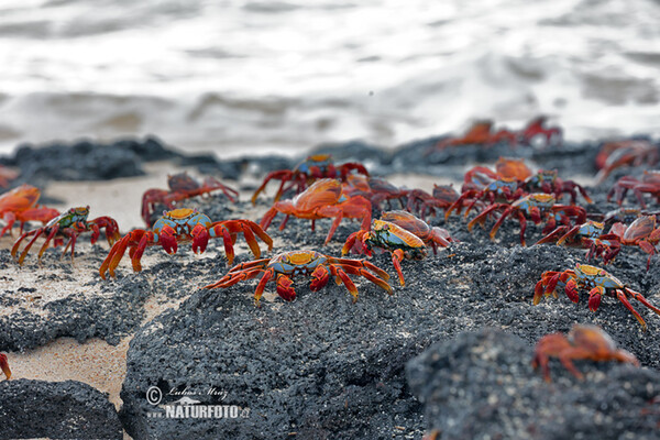 Rote Klippenkrabbe (Grapsus grapsus)