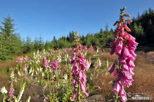 Roter Fingerhut (Digitalis purpurea)