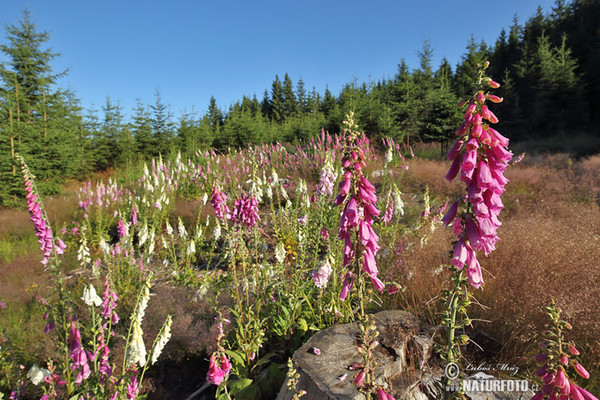 Roter Fingerhut (Digitalis purpurea)