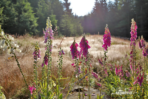 Roter Fingerhut (Digitalis purpurea)