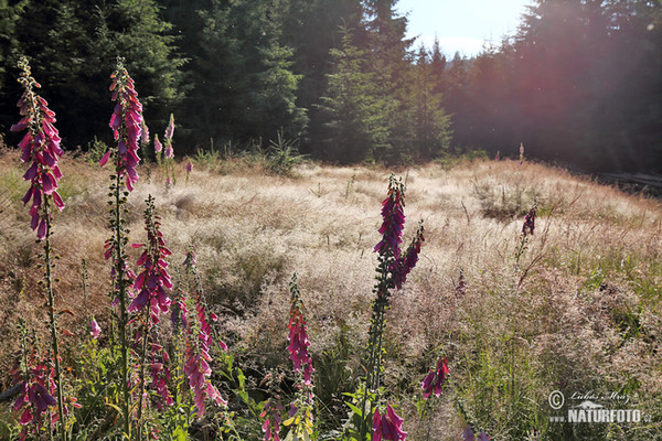 Roter Fingerhut (Digitalis purpurea)