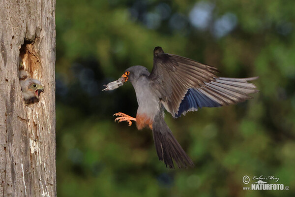 Rotfussfalke (Falco vespertinus)