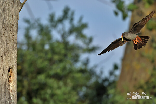Rotfussfalke (Falco vespertinus)
