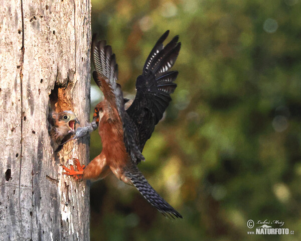 Rotfussfalke (Falco vespertinus)