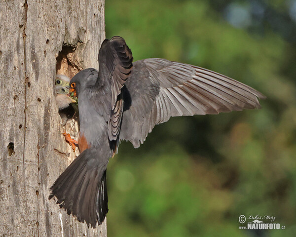 Rotfussfalke (Falco vespertinus)