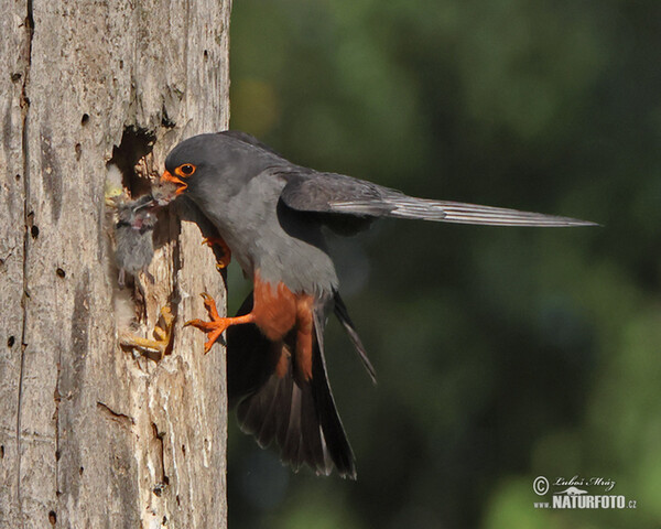 Rotfussfalke (Falco vespertinus)