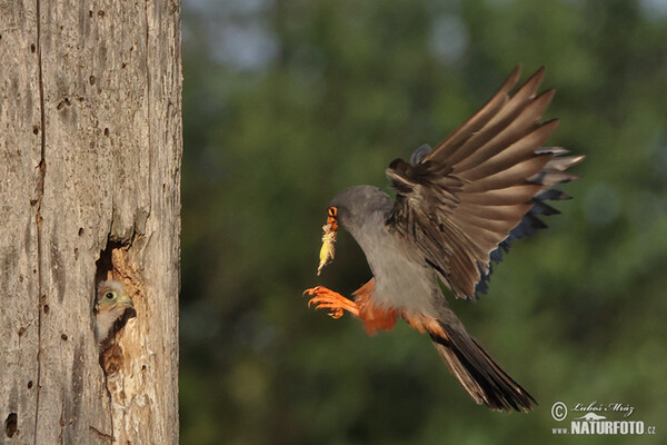 Rotfussfalke (Falco vespertinus)