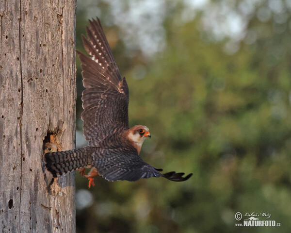 Rotfussfalke (Falco vespertinus)