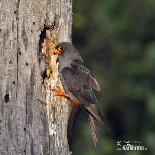 Rotfussfalke (Falco vespertinus)