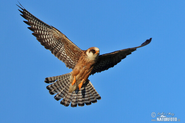 Rotfussfalke (Falco vespertinus)