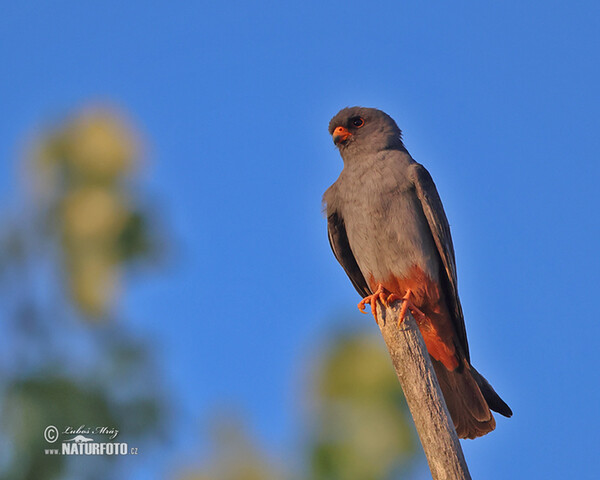 Rotfussfalke (Falco vespertinus)