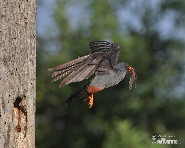Rotfussfalke (Falco vespertinus)