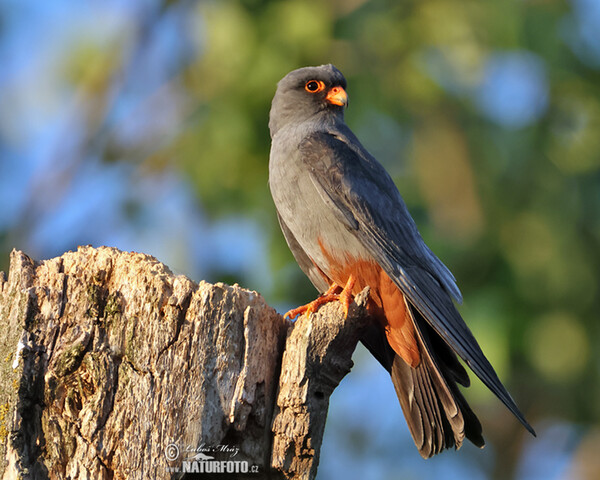Rotfussfalke (Falco vespertinus)