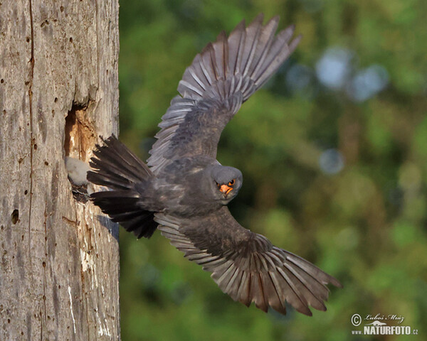 Rotfussfalke (Falco vespertinus)