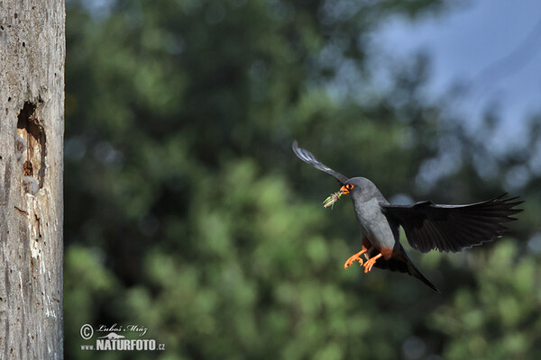 Rotfussfalke (Falco vespertinus)