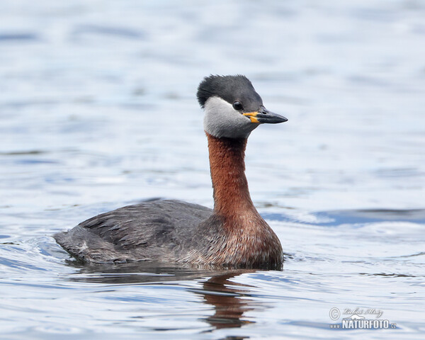 Rothalstaucher (Podiceps grisegena)